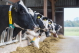 GEA CowScout al collo